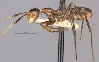 Media type: image;   Entomology 21520 Aspect: habitus lateral view